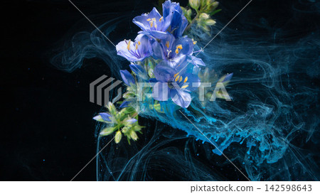 Blue wildflower cluster suspended in swirling turquoise ink on black background macro Blue wildflower cluster suspended in swirling turquoise ink on black background macro 142598643