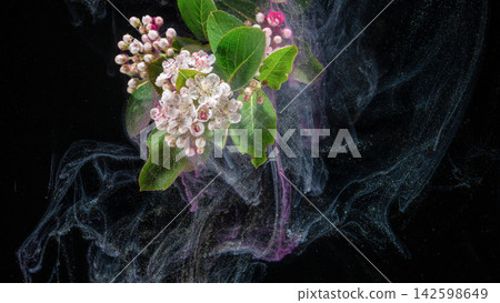 White and pink blossom cluster with green leaves floating in dark smoky background with glittering particles White and pink blossom cluster with green leaves floating in dark smoky background with glittering particles 142598649