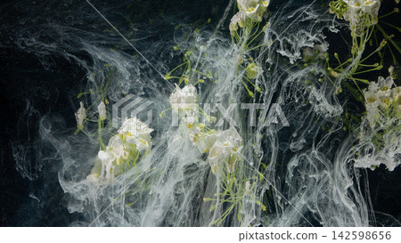 White gypsophila flowers suspended in water with inklike swirls and delicate filament trails 142598656