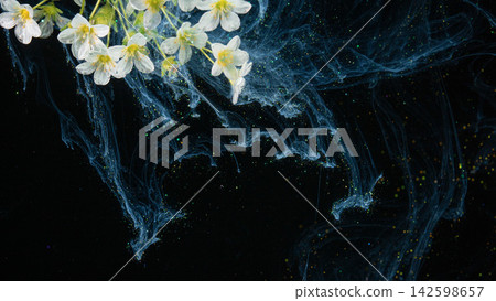 White jasmine blossoms with water droplets drifting through swirling blue ink on black background White jasmine blossoms with water droplets drifting through swirling blue ink on black background 142598657