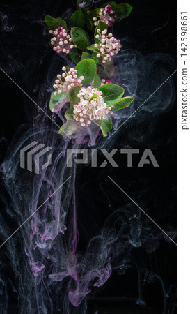 Drifting pink blossoms with green leaves through purple smoke on black background Drifting pink blossoms with green leaves through purple smoke on black background 142598661