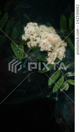Cluster of creamy white elderflower blooms with glossy pinnate leaves against dark textured background Cluster of creamy white elderflower blooms with glossy pinnate leaves against dark textured background 142598662