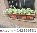 Succulent flower pot Plants Growing in Planter Box on Window Sill House Facade 142599531