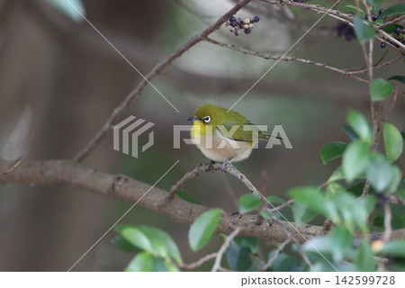 White-eye White-eye 142599728