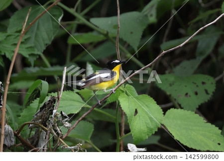 Mamiji Rokubitaki男 Mamiji Rokubitaki男 142599800
