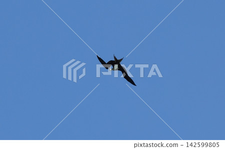 一隻小軍艦鳥在飛行中梳理羽毛。 一隻小軍艦鳥在飛行中梳理羽毛。 142599805