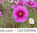 秋花波斯菊的粉紅花瓣 142599946