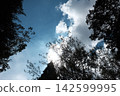 Blue sky and white clouds and trees 142599995