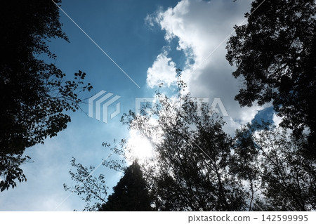 Blue sky and white clouds and trees 142599995