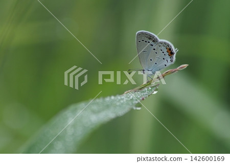 Swallowtail butterfly and water droplets Swallowtail butterfly and water droplets 142600169