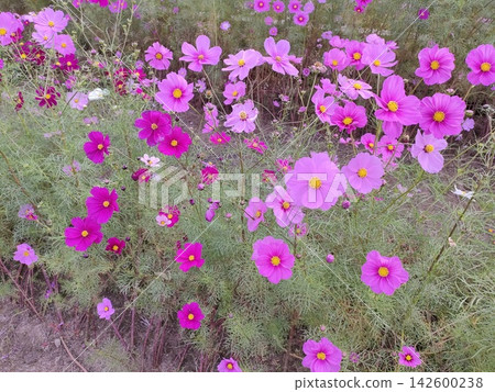秋日的田野上點綴著波斯菊。 秋日的田野上點綴著波斯菊。 142600238