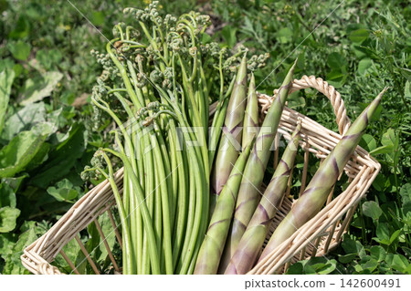 Spring wild plant Spring wild plant 142600491