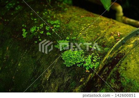 長滿青苔的管道 長滿青苔的管道 142600851