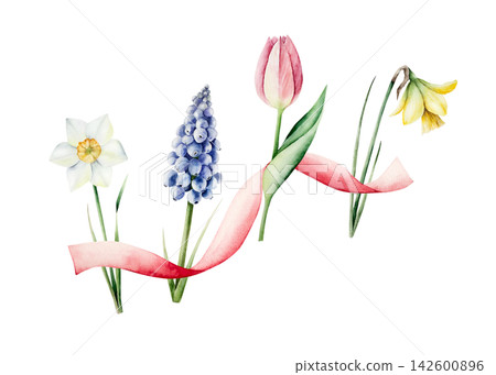 Watercolor spring flowers bouquet with pink ribbon. Hand drawn botanical illustration isolated on white background for Mothers Day greeting card. Elegant tulip and daffodil arrangement. Festive spring 142600896