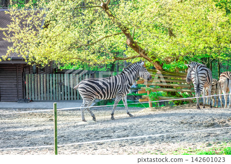 Chapman's zebra walking in zoo. Equus quagga chapmani zebras, side view 142601023
