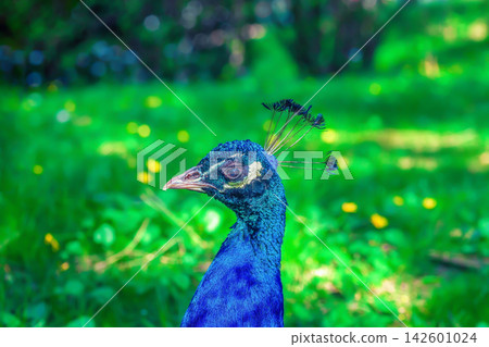 Portrait of beauty blue Indian peacock in summer green garden, side view Portrait of beauty blue Indian peacock in summer green garden, side view 142601024