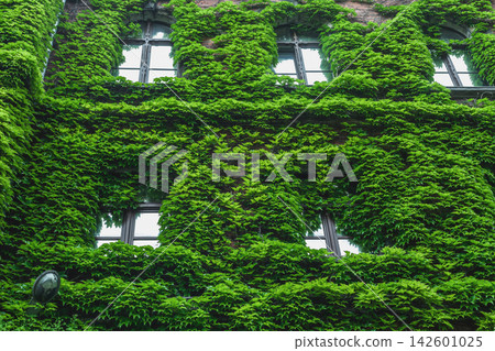 Green ivy leaves covered old town house facade. Creeper plants covering townhouse with wooden windows Green ivy leaves covered old town house facade. Creeper plants covering townhouse with wooden windows 142601025