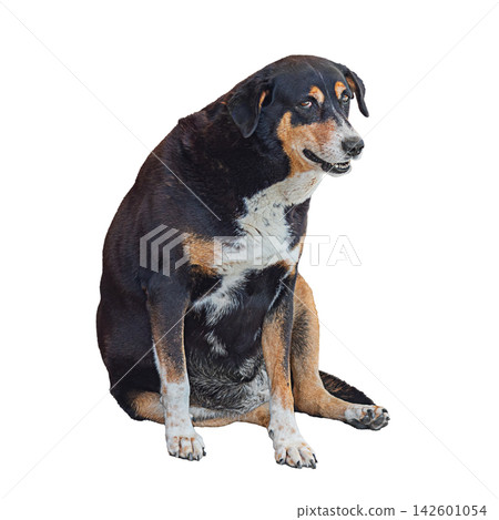 Photo of funny old short-haired breed dog with shades of black, orange, white isolated on transparent or white background. Animal sitting on hind legs, looking at camera. Blank for artwork Photo of funny old short-haired breed dog with shades of black, orange, white isolated on transparent or white background. Animal sitting on hind legs, looking at camera. Blank for artwork 142601054