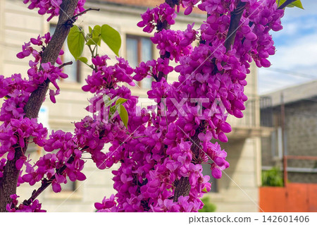 European Cercis in spring Batumi city in Georgia European Cercis in spring Batumi city in Georgia 142601406