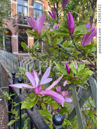 Pink magnolia blossoms in Amsterdam Netherlands Pink magnolia blossoms in Amsterdam Netherlands 142601421