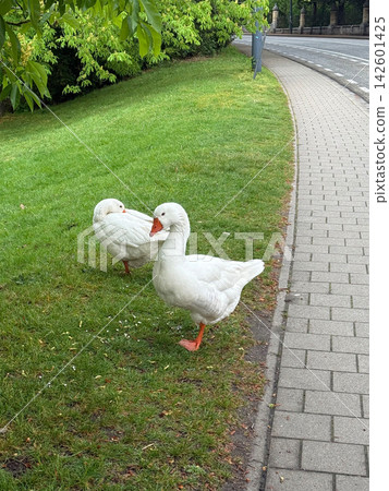 White geese on grass near road on grass White geese on grass near road on grass 142601425