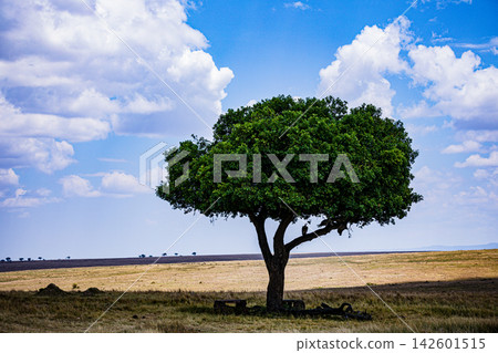Kenya Photographers By Antony Trivet Photography Kenya Photographers By Antony Trivet Photography 142601515