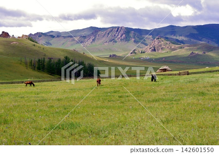 Grazing scene at Bubeit Camp, Mongolia 142601550