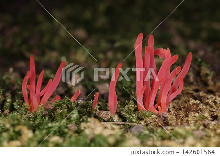 Fungi, Mushroom: Akebono-soumentake, a mushroom belonging to the family Akebono-soumentake. Its vibrant vermilion color stands out against the green of the moss. Fungi, Mushroom: Akebono-soumentake, a mushroom belonging to the family Akebono-soumentake. Its vibrant vermilion color stands out against the green of the moss. 142601564