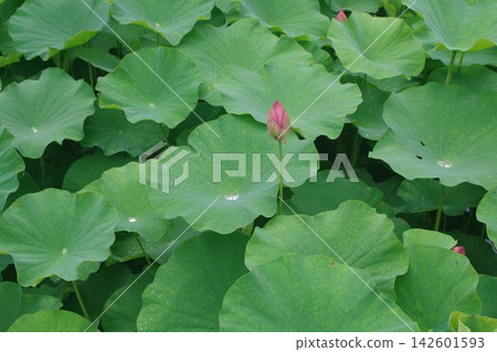 從葉子之間偷看的蓮花 從葉子之間偷看的蓮花 142601593