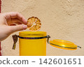 Hand Holding a Dried Lemon Slice with a Yellow Jar on a Red and Creamy Neutral Background 142601651