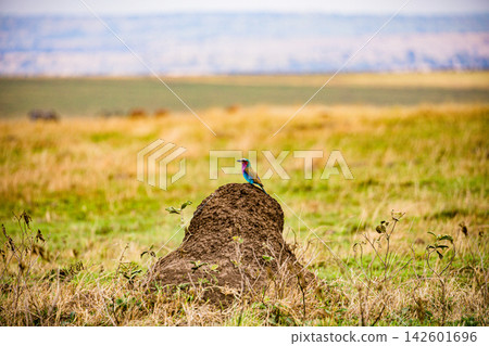 Kenya Photographers By Antony Trivet Photography Kenya Photographers By Antony Trivet Photography 142601696