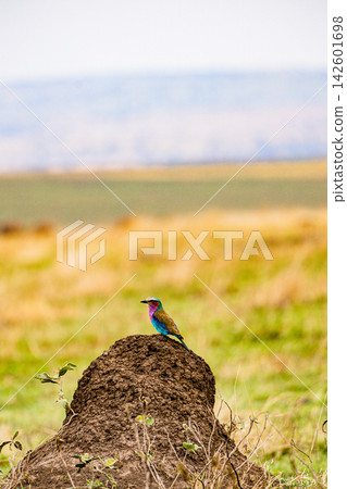 Kenya Photographers By Antony Trivet Photography Kenya Photographers By Antony Trivet Photography 142601698