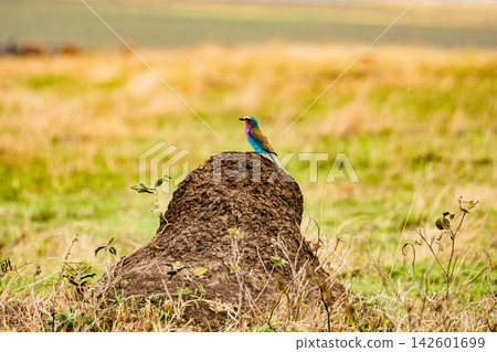 Kenya Photographers By Antony Trivet Photography Kenya Photographers By Antony Trivet Photography 142601699