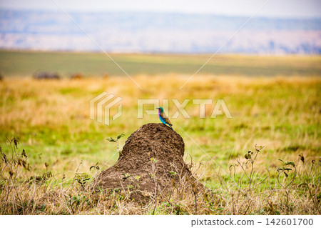Kenya Photographers By Antony Trivet Photography Kenya Photographers By Antony Trivet Photography 142601700