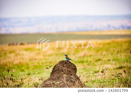 Kenya Photographers By Antony Trivet Photography Kenya Photographers By Antony Trivet Photography 142601709