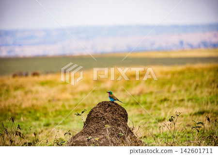 Kenya Photographers By Antony Trivet Photography 142601711