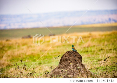 Kenya Photographers By Antony Trivet Photography Kenya Photographers By Antony Trivet Photography 142601718