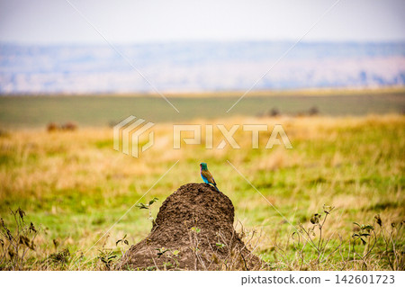 Kenya Photographers By Antony Trivet Photography Kenya Photographers By Antony Trivet Photography 142601723