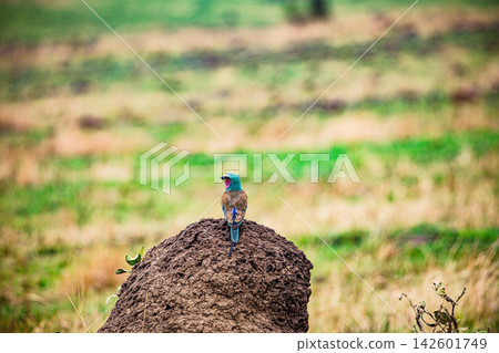 Kenya Photographers By Antony Trivet Photography Kenya Photographers By Antony Trivet Photography 142601749