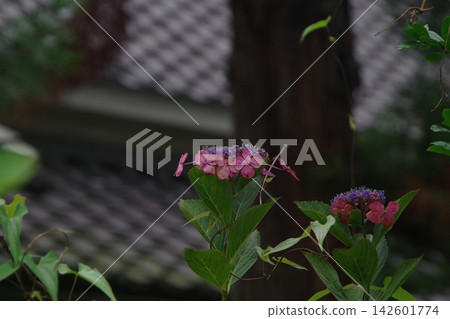 紅繡球 紅繡球 142601774