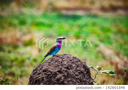 Kenya Photographers By Antony Trivet Photography 142601846