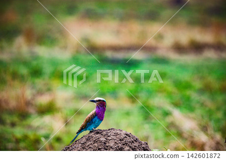 Kenya Photographers By Antony Trivet Photography Kenya Photographers By Antony Trivet Photography 142601872