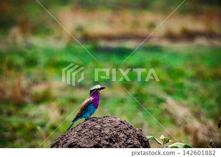 Kenya Photographers By Antony Trivet Photography Kenya Photographers By Antony Trivet Photography 142601882