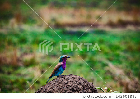 Kenya Photographers By Antony Trivet Photography Kenya Photographers By Antony Trivet Photography 142601883