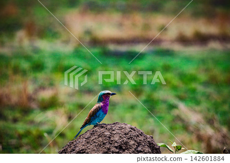 Kenya Photographers By Antony Trivet Photography Kenya Photographers By Antony Trivet Photography 142601884