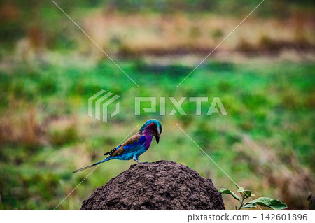 Kenya Photographers By Antony Trivet Photography Kenya Photographers By Antony Trivet Photography 142601896