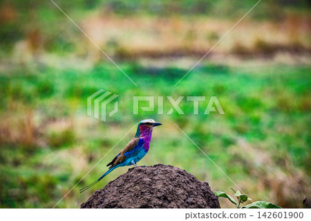Kenya Photographers By Antony Trivet Photography Kenya Photographers By Antony Trivet Photography 142601900