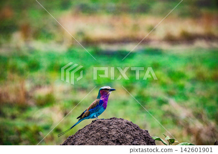 Kenya Photographers By Antony Trivet Photography Kenya Photographers By Antony Trivet Photography 142601901