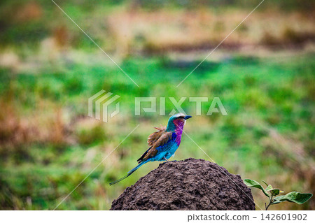 Kenya Photographers By Antony Trivet Photography 142601902