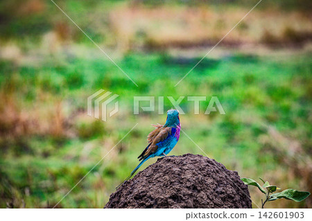 Kenya Photographers By Antony Trivet Photography Kenya Photographers By Antony Trivet Photography 142601903
